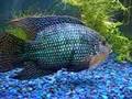 Large Jack Dempsey Cichlids