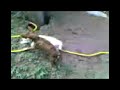 gato e cao brincando gato e cao brincando