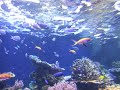 The Coral Sea Fish Tank