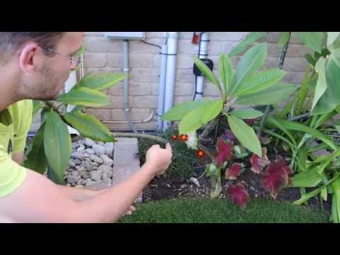 how to fertilize plumeria