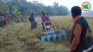 ধান কাঁটার সহজ উপায়ঃ বারি শস্য কর্তন মেশিন