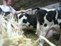 milking in canada