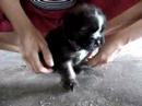 cute dog at Hat Yao , Koh Phangang cute dog at Hat Yao , Koh Phangang