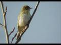 Lövsångare (phylloscopus trochilus)