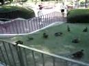 Disney, Goose Atack!!!