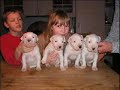 dogo argentino   polo