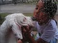 dogo argentino   polo