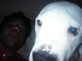 dogo argentino   polo