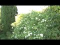 Merlin_JVC 3.avi