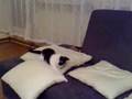 Unsere Katzen beim Spielen 3