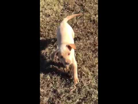 PLAYFUL SHOTGUN SALLY