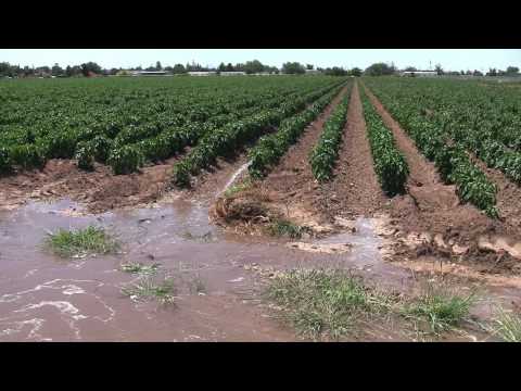how to harvest chili