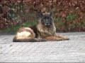 Fjord Guusje bij Marlies van Baalen Fjord Guusje bij Marlies van Baalen