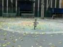 Mati chasing a bird (Part 2)