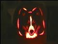 Carving my sheltie into a pumpkin