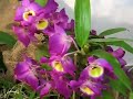 Orchidee in centro 2007 - Monte Porzio Catone