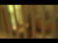 Brevis + Dvx100b @ 24p w/ lensbaby 2G & nikkor 50mm