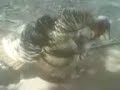 pepe el pavo gozon pepe el pavo gozon