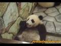 Panda Twin Cubs 双子の子パンダ