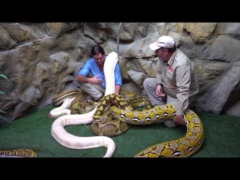 YouTube reptile video