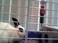 the fatest bunny in the world