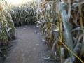 videos de Roba's corn maze 08 Part 1 of 8