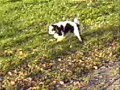 mike en apollo, onze 2 cafjes. met een echt cavalier king charles lied eronder gemonteerd!