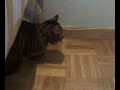 Gato to fumao Gato to fumao