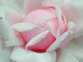 Lo, How A Rose E'er Blooming