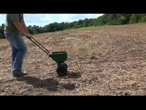 how to fertilize brassicas