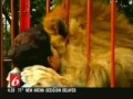 lion اسد لم ينسى المرأة التي انقذته وهو مصاب