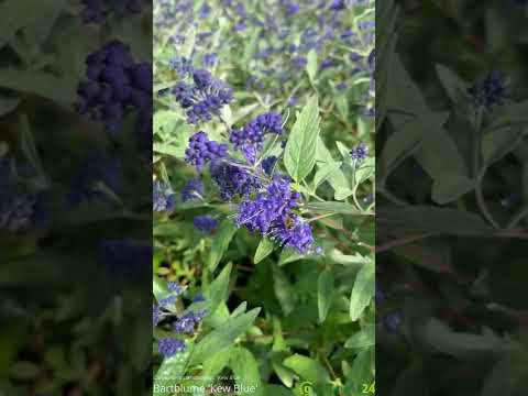 Caryopteris clandonensis Kew Blue