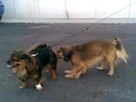 mating dogs