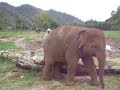 Elephant Scratching his Arse