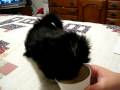 videos de Molly eating ice cream.