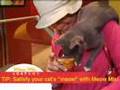 Abramson: Understanding Your Cat's Meow with Dr. Alison.