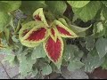 Flowers Meditation