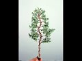 Bonsai - Wiring Bonsai Bonsai - Wiring Bonsai
