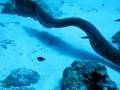 Moray swims out of diver