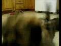 lhasa apso ( deicide dogs)