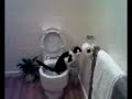 cat on the toilet cat on the toilet
