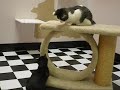 Which kitty is meaner?