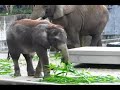 ????2????????Part2/Hime 2 :2 years old african elephant