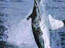Requin blanc