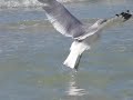 Bird Bath...May It Be created by Leiza Halsey Bird Bath...May It Be created by Leiza Halsey
