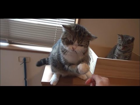草とねこ。-Grass and Maru&Hana.-