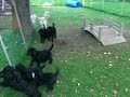 Pups and Allee fence running Pups and Allee fence running