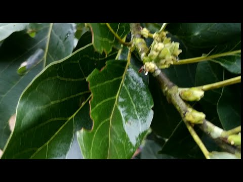 video-linktoworks-make avocado trees from seeds to quickly bear...
