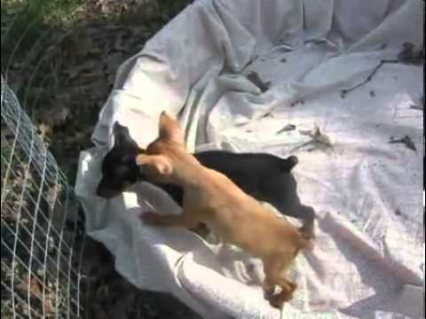 ACA GUARANTEED BY BREEDER