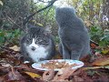 Two Happy Campers!  Little Wild Kittens Eating Breakfast! Hello Kitty